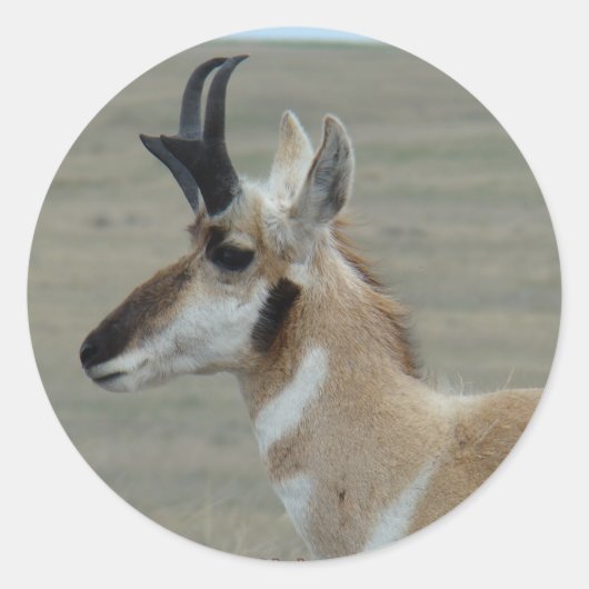 A29 Gaffelantilope Kopschot Profiel Ronde Sticker (Voorkant)