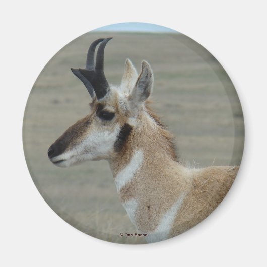 A29 Pronghorn Antelope Young Buck Head Profiel Magneet (Voorkant)