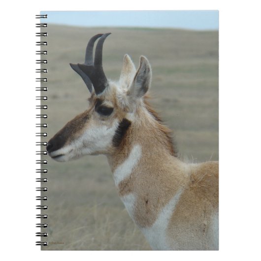 A29 Pronghorn Antelope Young Buck Head Profiel Notitieboek (Voorkant)