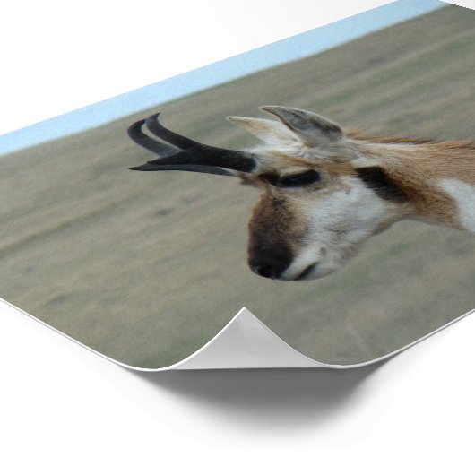 A29 Pronghorn Antelope Young Buck Head Profiel Poster (Hoek)