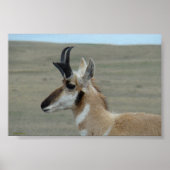 A29 Pronghorn Antelope Young Buck Head Profiel Poster (Voorkant)