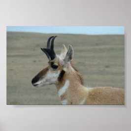 A29 Pronghorn Antelope Young Buck Head Profiel Poster