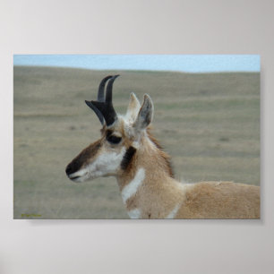 A29 Pronghorn Antelope Young Buck Head Profiel Poster