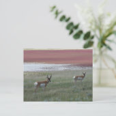 A2 Pronghorn Antelope Briefkaart (Staand voorkant)