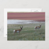 A2 Pronghorn Antelope Briefkaart (Voorkant / Achterkant)