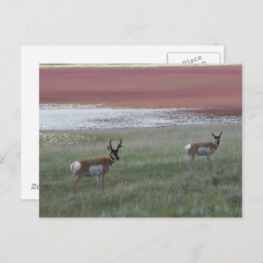 A2 Pronghorn Antelope Briefkaart (Voorkant / Achterkant)