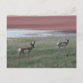 A2 Pronghorn Antelope Briefkaart (Voorkant)