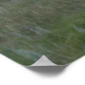 A2 Pronghorn Antelope Poster (Hoek)