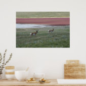A2 Pronghorn Antelope Poster (Keuken)