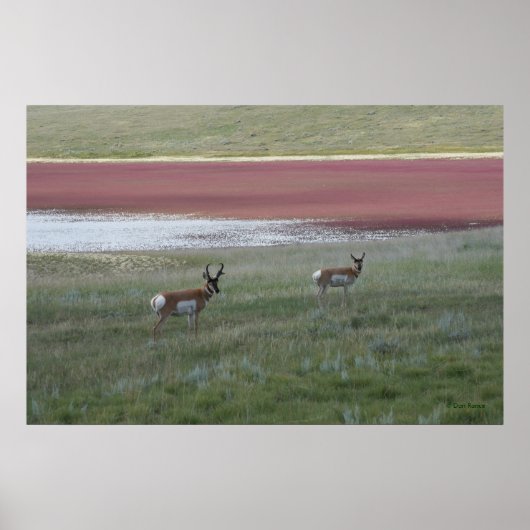 A2 Pronghorn Antelope Poster (Voorkant)