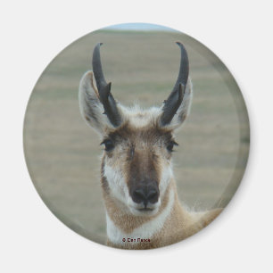 A30 Gaffelantilope Jong Bok Kop Schot Magneet