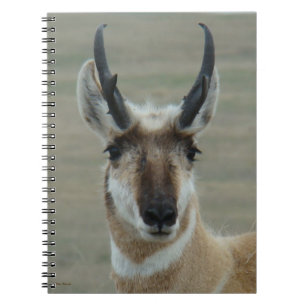 A30 Gaffelantilope Jonge Bok Kopschot Notitieboek
