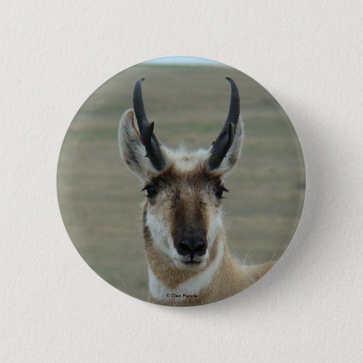 A30 Gaffelbok Jong Mannetje Kopschot Ronde Button 5,7 Cm (Voorkant)
