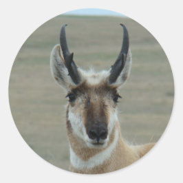 A30 Pronghorn Antelope Head Shot Ronde Sticker