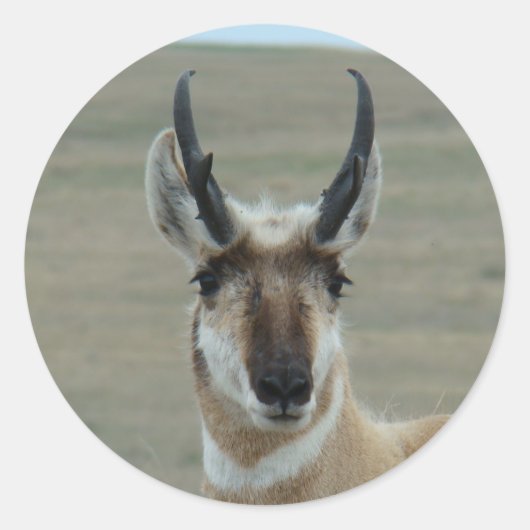 A30 Pronghorn Antelope Head Shot Ronde Sticker (Voorkant)