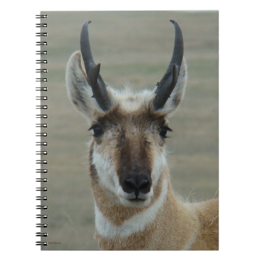 A30 Pronghorn Antelope Young Buck Head Shot Notitieboek (Voorkant)