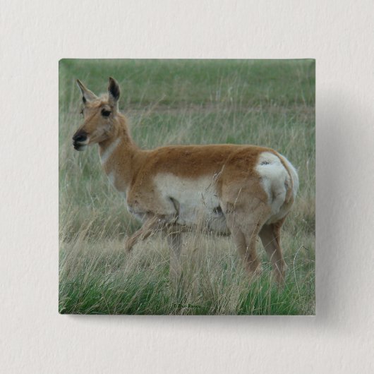 A31 Gaffelantilope Doe Vierkante Button 5,1 Cm (Voorkant)