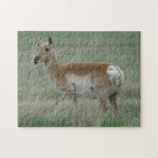 A31 Gaffelbok-antilope-vrouwtje Legpuzzel (Horizontaal)