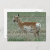 A31 Pronghorn Antelope Doe Briefkaart (Voorkant / Achterkant)