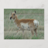 A31 Pronghorn Antelope Doe Briefkaart (Voorkant)