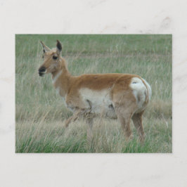 A31 Pronghorn Antelope Doe Briefkaart