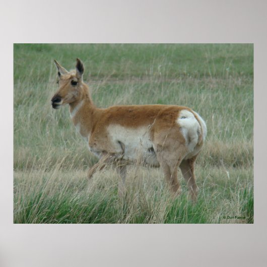 A31 Pronghorn Antelope Doe Poster (Voorkant)