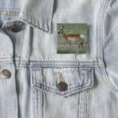 A31 Pronghorn Antelope Doe Vierkante Button 5,1 Cm (In situ)