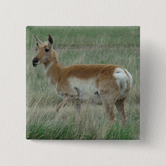 A31 Pronghorn Antelope Doe Vierkante Button 5,1 Cm (Voorkant)