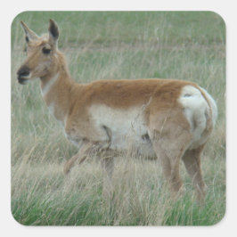 A31 Pronghorn Antelope Doe Vierkante Sticker