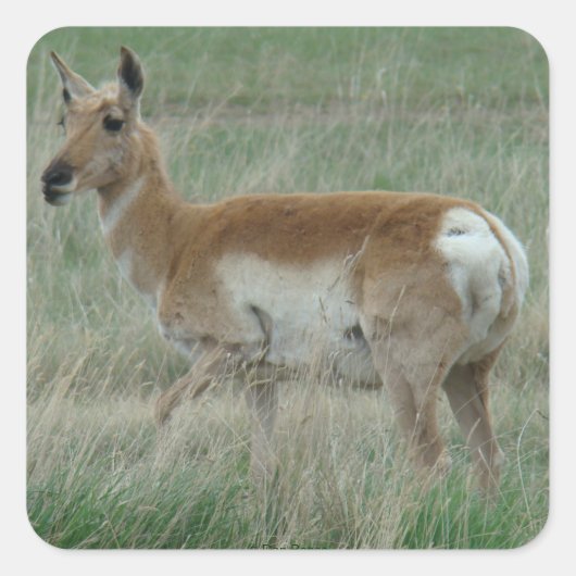 A31 Pronghorn Antelope Doe Vierkante Sticker (Voorkant)