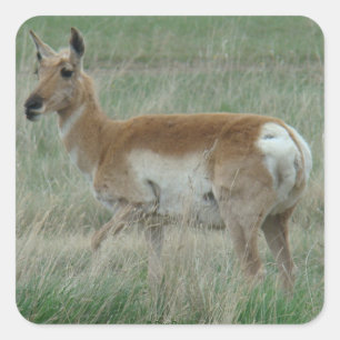 A31 Vorkhoorantilope vrouwtje Vierkante Sticker