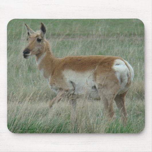 A31 Vorkhoorn Antilope Doe Muismat (Voorkant)