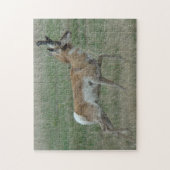 A32 Gaffelantilope Legpuzzel (Verticaal)
