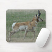 A32 Pronghorn Antelope Buck Muismat (Met muis)