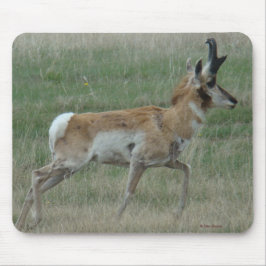 A32 Pronghorn Antelope Buck Muismat