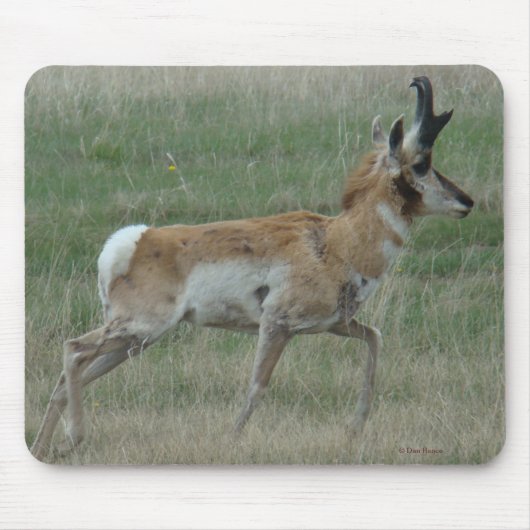 A32 Pronghorn Antelope Buck Muismat (Voorkant)