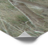 A32 Pronghorn Antelope Buck Poster (Hoek)