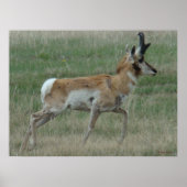 A32 Pronghorn Antelope Buck Poster (Voorkant)