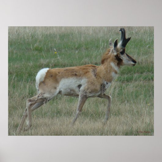A32 Pronghorn Antelope Buck Poster (Voorkant)