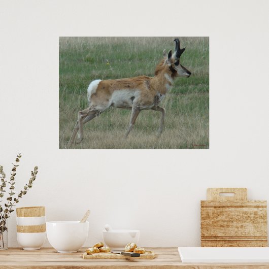 A32 Pronghorn Antelope Buck Poster (Keuken)
