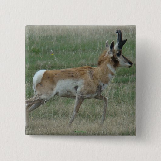 A32 Pronghorn Antelope Buck Vierkante Button 5,1 Cm (Voorkant)