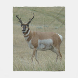 A33 Gaffelantilope Grote Bok Kromme Hoorns Fleece Deken