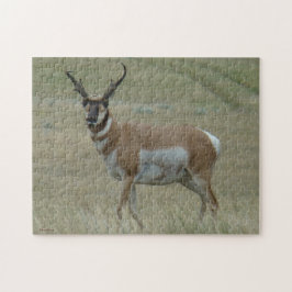 A33 Gaffelantilope Kromme Hoorns Legpuzzel