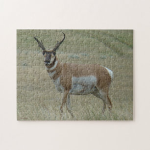 A33 Gaffelantilope Kromme Hoorns Legpuzzel