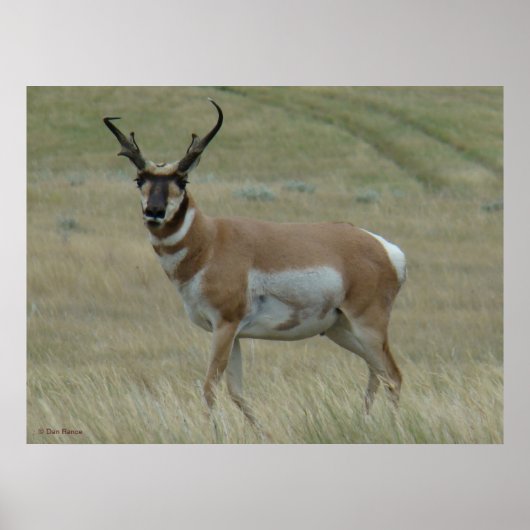 A33 Gaffelantilope Kromme Hoorns Poster (Voorkant)