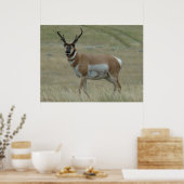 A33 Gaffelantilope Kromme Hoorns Poster (Keuken)