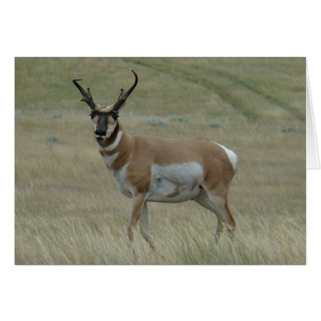 A33 Pronghorn Antelope Big Buck Crooked Horns (Voorkant Horizontaal)