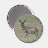 A33 Pronghorn Antelope Buck Crooked Horns Magneet (Voorkant / Achterkant)