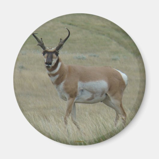 A33 Pronghorn Antelope Buck Crooked Horns Magneet (Voorkant)