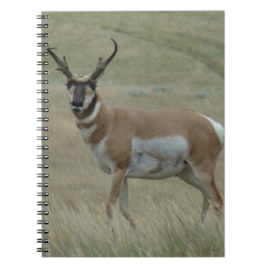 A33 Pronghorn Antelope Buck Crooked Horns Notitieboek (Voorkant)